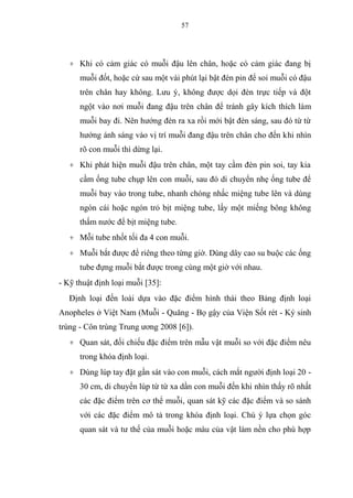 57
+ Khi có cảm giác có muỗi đậu lên chân, hoặc có cảm giác đang bị
muỗi đốt, hoặc cứ sau một vài phút lại bật đèn pin để soi muỗi có đậu
trên chân hay không. Lưu ý, không được dọi đèn trực tiếp và đột
ngột vào nơi muỗi đang đậu trên chân để tránh gây kích thích làm
muỗi bay đi. Nên hướng đèn ra xa rồi mới bật đèn sáng, sau đó từ từ
hướng ánh sáng vào vị trí muỗi đang đậu trên chân cho đến khi nhìn
rõ con muỗi thì dừng lại.
+ Khi phát hiện muỗi đậu trên chân, một tay cầm đèn pin soi, tay kia
cầm ống tube chụp lên con muỗi, sau đó di chuyển nhẹ ống tube để
muỗi bay vào trong tube, nhanh chóng nhấc miệng tube lên và dùng
ngón cái hoặc ngón trỏ bịt miệng tube, lấy một miếng bông không
thấm nước để bịt miệng tube.
+ Mỗi tube nhốt tối đa 4 con muỗi.
+ Muỗi bắt được để riêng theo từng giờ. Dùng dây cao su buộc các ống
tube đựng muỗi bắt được trong cùng một giờ với nhau.
- Kỹ thuật định loại muỗi [35]:
Định loại đến loài dựa vào đặc điểm hình thái theo Bảng định loại
Anopheles ở Việt Nam (Muỗi - Quăng - Bọ gậy của Viện Sốt rét - Ký sinh
trùng - Côn trùng Trung ương 2008 [6]).
+ Quan sát, đối chiếu đặc điểm trên mẫu vật muỗi so với đặc điểm nêu
trong khóa định loại.
+ Dùng lúp tay đặt gần sát vào con muỗi, cách mắt người định loại 20 -
30 cm, di chuyển lúp từ từ xa dần con muỗi đến khi nhìn thấy rõ nhất
các đặc điểm trên cơ thể muỗi, quan sát kỹ các đặc điểm và so sánh
với các đặc điểm mô tả trong khóa định loại. Chú ý lựa chọn góc
quan sát và tư thế của muỗi hoặc màu của vật làm nền cho phù hợp
 