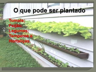  Tomate;
 Feijão;
 Legumes;
 Temperos   e
 Hortaliças.
 