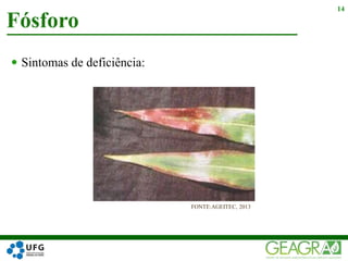  Sintomas de deficiência:
Fósforo
14
FONTE:AGEITEC, 2013
 