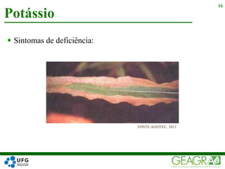  Sintomas de deficiência:
Potássio
16
FONTE:AGEITEC, 2013
 