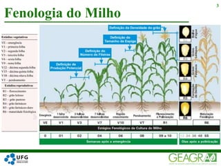 Fenologia do Milho
3
 
