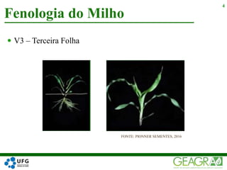  V3 – Terceira Folha
Fenologia do Milho
4
FONTE: PIONNER SEMENTES, 2016
 