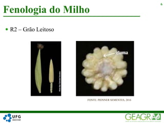  R2 – Grão Leitoso
Fenologia do Milho
6
FONTE: PIONNER SEMENTES, 2016
 