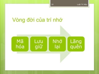 20        Luật Trí Não




Vòng đời của trí nhớ


 Mã     Lưu     Nhớ    Lãng
 hóa    giữ      lại   quên
 