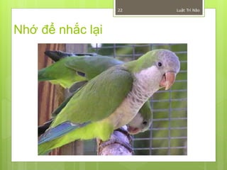 22   Luật Trí Não




Nhớ để nhắc lại
 