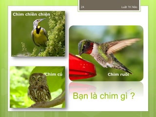 24         Luật Trí Não

Chim chiền chiện




             Chim cú           Chim ruồi




                       Bạn là chim gì ?
 