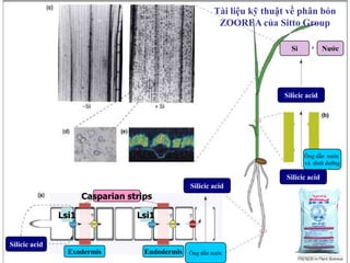 Tài liệu kỹ thuật về phân bón ZOOREA của Sitto GroupSiNướcSilicic acidỐng dẫn  nước và  dinh dưỡngSilicic acidSilicic acidCasparian stripsLsi1Lsi1Silicic acidỐng dẫn nướcExodermisEndodermis