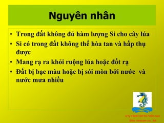 Nguyên nhânTrong đất không đủ hàm lượng Si cho cây lúaSi có trong đất không thể hòa tan và hấp thụ đượcMang rạ ra khỏi ruộng lúa hoặc đốt rạĐất bị bạc màu hoặc bị sói mòn bởi nước  và nước mưa nhiềuCTy TNHH SITTO ViÖt namSitto vietnam co.  ltd
