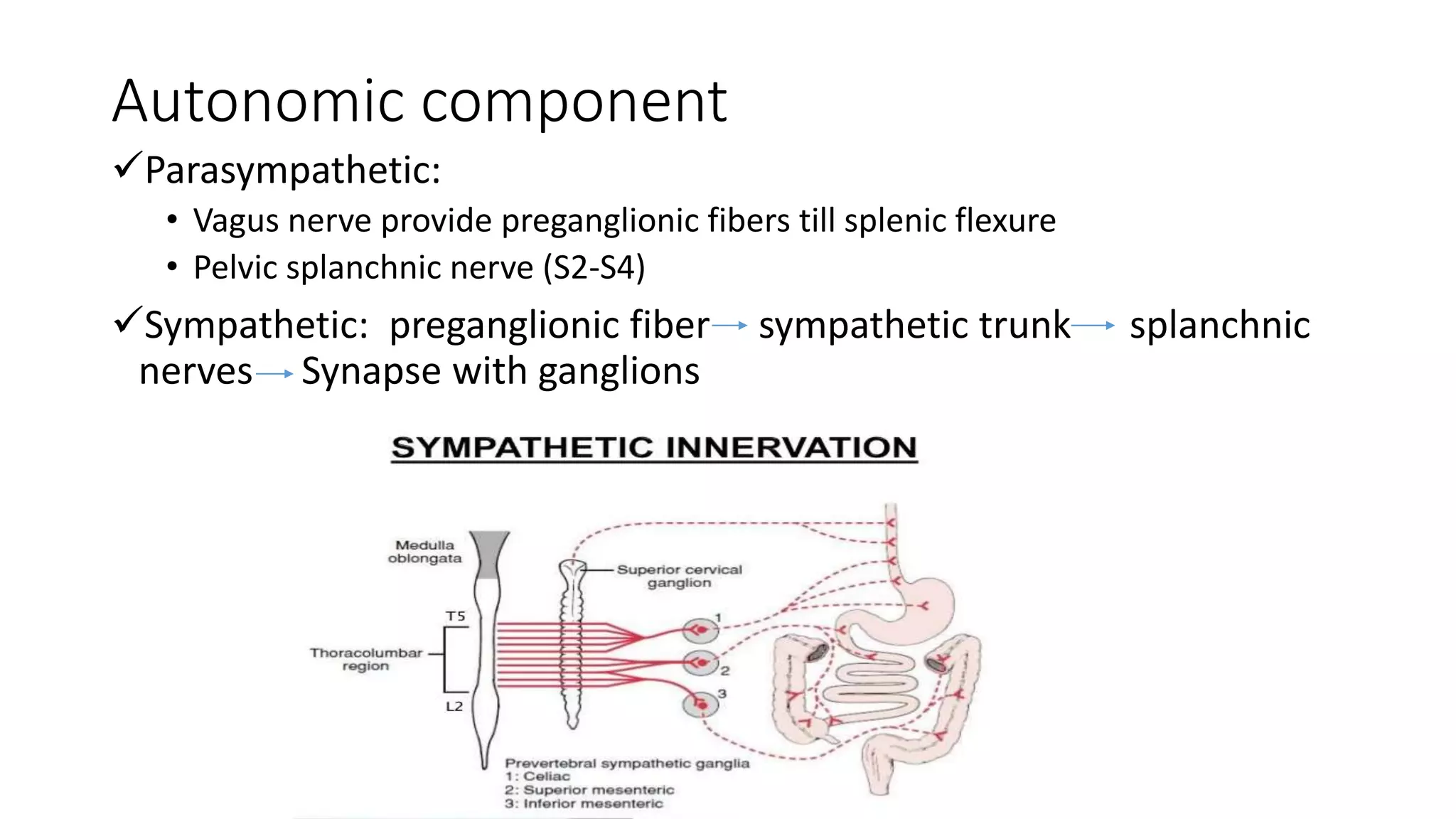 Lumbosacral plexus | PPTX