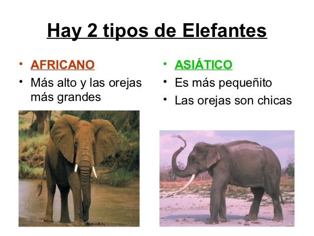 Como conocer putas africano Como conocer putas africano