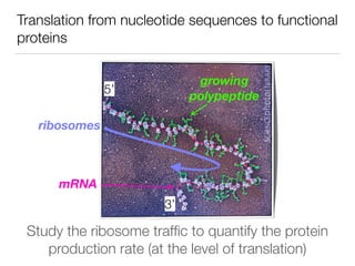 A quantitative view on mRNA translation: the relative role of ...