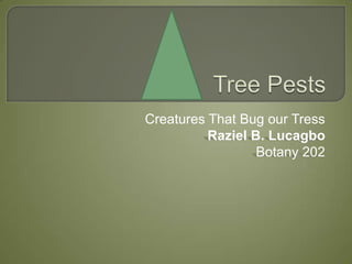 Creatures That Bug our Tress
          Raziel B. Lucagbo
                  Botany 202
 