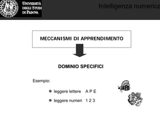 Intelligenza numerica
MECCANISMI DI APPRENDIMENTOMECCANISMI DI APPRENDIMENTO
DOMINIO SPECIFICIDOMINIO SPECIFICI
leggere lettere A P E
leggere numeri 1 2 3
Esempio:
 