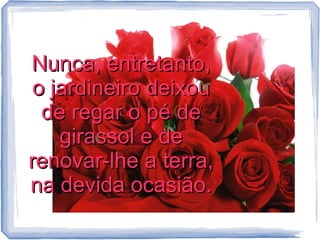 Nunca, entretanto,
o jardineiro deixou
de regar o pé de
girassol e de
renovar-lhe a terra,
na devida ocasião.

 