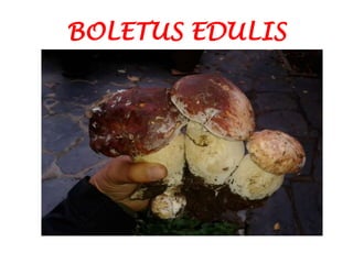BOLETUS EDULIS
 
