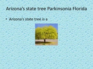 Arizona’s state tree Parkinsonia Florida 
• Arizona’s state tree is a 
 