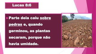 Lucas 8:6
Parte dela caiu sobre
pedras e, quando
germinou, as plantas
secaram, porque não
havia umidade.
 
