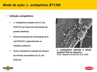 Modo de ação: L. acidophilus BT1386


 •   Inibição competitiva:

        L. acidophilus compete com E. coli

         O157:H7 por locais de colonização da

         parede intestinal;

        Ocorre prevenção da colonização de E.

         coli O157:H7, especialmente na

         intestino posterior;

     
                                                 L. acidophilus aderido à célula
         Como resultado há redução do número
                                                 epitelial T84 do intestino.
                                                 Fonte: Adaptado de Sherman et al., 2005.
         de animais acometidos por E. coli

         O157:H7.
 