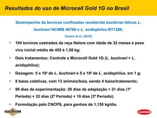 Resultados do uso de Microcell Gold 1G no Brasil

     Desempenho de bovinos confinados recebendo bactérias láticas L.
               buchneri NCIMB 40788 e L. acidophilus BT1386.
                                Castro et al. (2010)

 •   104 bovinos castrados da raça Nelore com idade de 32 meses e peso
     vivo inicial médio de 455 ± 1,58 kg;
 •   Dois tratamentos: Controle x Microcell Gold 1G (L. buchneri + L.
     acidophilus);
 •   Dosagem: 5 x 108 de L. buchneri e 5 x 108 de L. acidophilus, em 1 g;
 •   8 baias coletivas, com 13 animais/baia, sendo 4 baias/tratamento;

 •   90 dias de experimentação: 28 dias de adaptação + 21 dias (1º
     Período) + 22 dias (2º Período) + 19 dias (3º Período);

 •   Formulação pelo CNCPS, para ganhos de 1,150 kg/dia.
 