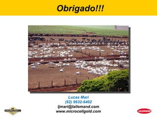 Obrigado!!!




       Lucas Mari
     (62) 9632-6402
 ljmari@lallemand.com
www.microcellgold.com
 