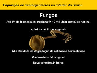 População de microrganismos no interior do rúmen


                          Fungos
  Até 8% da biomassa microbiana  10 mil ufc/g conteúdo ruminal

                   Aderidos às fibras vegetais




     Alta atividade na degradação de celulose e hemicelulose

                    Quebra do tecido vegetal
                     Nova geração: 24 horas
 