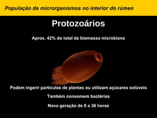 População de microrganismos no interior do rúmen


                    Protozoários
           Aprox. 42% do total da biomassa microbiana




 Podem ingerir partículas de plantas ou utilizam açúcares solúveis
                  Também consomem bactérias

                  Nova geração de 8 a 36 horas
 