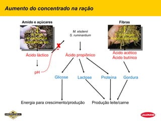 Aumento do concentrado na ração

      Amido e açúcares                                                 Fibras

                                        M. elsdenii
            S. bovis                  S. ruminantium
                                                                F. F. succinoges
                                                                   succinoges
        B. amylophilus                                        Ruminococcus spp.
                                                                Ruminococcus spp.
       Lactobacillus spp.


                                                                  Ácido acético
        Ácido láctico            Ácido propiônico
                                                                  Ácido butírico


              pH
                            Glicose        Lactose          Proteína     Gordura




     Energia para crescimento/produção                 Produção leite/carne
 