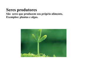 Seres produtores
São seres que produzem seu próprio alimento.
Exemplos: plantas e algas.
 