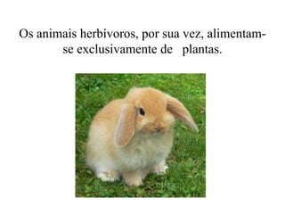 Os animais herbívoros, por sua vez, alimentam-
se exclusivamente de plantas.
 