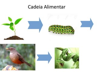 Cadeia Alimentar
 