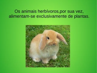 Os animais herbívoros,por sua vez,
alimentam-se exclusivamente de plantas.
 