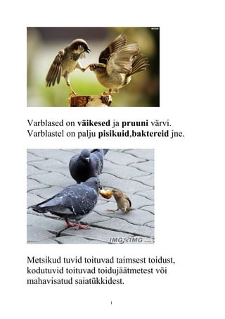 Varblased on väikesed ja pruuni värvi.
Varblastel on palju pisikuid,baktereid jne.
Metsikud tuvid toituvad taimsest toidust,
kodutuvid toituvad toidujäätmetest või
mahavisatud saiatükkidest.
1
 