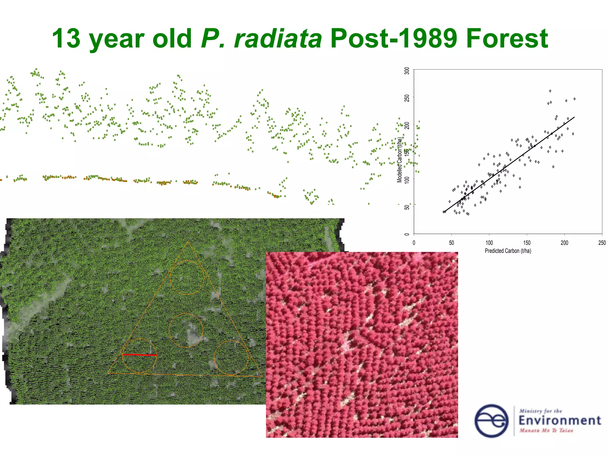 13 year old  P. radiata  Post-1989 Forest 