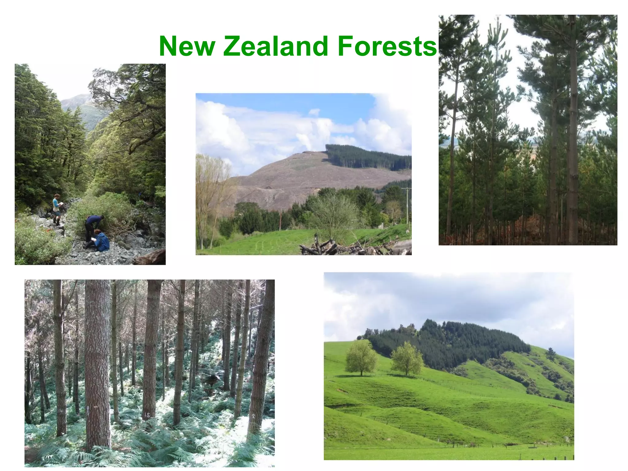 New Zealand Forests 