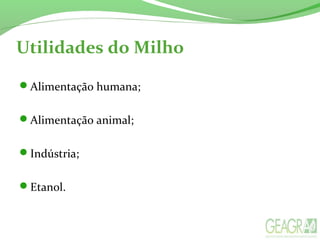 Utilidades do Milho
Alimentação humana;
Alimentação animal;
Indústria;
Etanol.
 