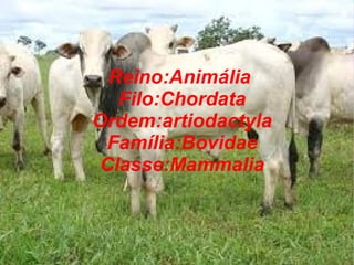 Reino:Animália
Filo:Chordata
Ordem:artiodactyla
Família:Bovidae
Classe:Mammalia
 