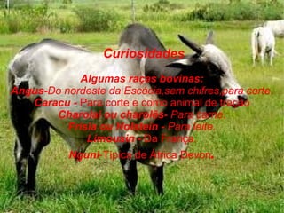 Curiosidades
Algumas raças bovinas:
Angus-Do nordeste da Escócia,sem chifres,para corte.
Caracu - Para corte e como animal de tração
Charolai ou charolês- Para carne.
Frísia ou Holstein - Para leite.
Limousin - Da França.
Nguni-Típica de África Devon.
 