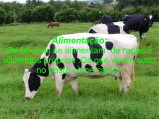 Alimentação:
Os bovinos se alimentam de ração e
alimentos próprios .Os que vivem solto
no pasto come capim.
 