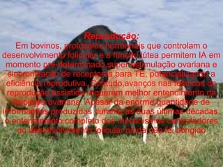 Reprodução:
Em bovinos, protocolos hormonais que controlam o
desenvolvimento folicular e a função lútea permitem IA em
momento pré-determinado,super estimulação ovariana e
sincronização de receptoras para TE, potencializando a
eficiência reprodutiva. Contudo,avanços nas técnicas de
reprodução assistida requerem melhor entendimento da
fisiologia ovariana. Apesar da enorme quantidade de
informações produzidas durante as duas últimas décadas,
o entendimento completo dos mecanismos controladores
do desenvolvimento folicular ainda não foi atingido
 