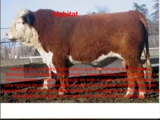 Através de um método alternativo que foi chamado de "Formação
Ecológica de Pastagem no Cerrado". Neste método,foram excluídos o
desmatamento, o fogo e a aração do solo e usado no semeio à lanço,
uma mistura de sementes selecionadas de diversas espécies de capim,
buscando o máximo de biodiversidade das forrageiras e a manutenção do
ecossistema original do cerrado com um mínimo de alteração.
Habitat
 