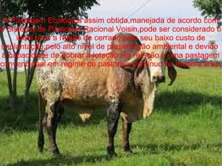 A Pastagem Ecológica assim obtida,manejada de acordo com
o Sistema de Pastoreio Racional Voisin,pode ser considerado o
ideal para a região de cerrado,pelo seu baixo custo de
implantação,pelo alto nível de preservação ambiental e devido
a capacidade de dobrar a lotação em relação à uma pastagem
convencional em regime de pastoreio contínuo na mesma área.
 