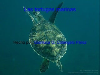 Las tortugas marinas
Hecho por: Gianluca G. Colangelo Pérez
 