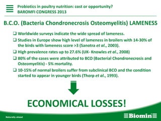 B.C.O. (Bacteria Chondronecrosis Osteomyelitis) LAMENESS
 Worldwide surveys indicate the wide spread of lameness.
 Studies in Europe show high level of lameness in broilers with 14-30% of
the birds with lameness score >3 (Sanotra et al., 2003).
 High prevalence rates up to 27.6% (UK- Knowles et al., 2008)
 80% of the cases were attributed to BCO (Bacterial Chondronecrosis and
Osteomyelitis) - 5% mortality.
 10-15% of normal broilers suffer from subclinical BCO and the condition
started to appear in younger birds (Thorp et al., 1993).
ECONOMICAL LOSSES!
Probiotics in poultry nutrition: cost or opportunity?
BAROMFI CONGRESS 2013
 
