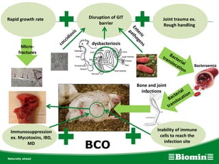 Rapid growth rate Disruption of GIT
barrier
Joint trauma ex.
Rough handling
Immunosuppression
ex. Mycotoxins, IBD,
MD
Inability of immune
cells to reach the
infection site
Bone and joint
infections
Micro-
fractures
dysbacteriosis
BCO
Bacteraemia
 