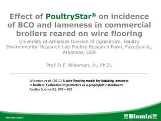 Effect of PoultryStar® on incidence
of BCO and lameness in commercial
broilers reared on wire flooring
University of Arkansas Division of Agriculture, Poultry
Environmental Research Lab Poultry Research Farm, Fayetteville,
Arkansas, USA
Prof. R.F. Wideman, Jr., Ph.D.
________________________________________________
Wideman et al. (2012) A wire-flooring model for inducing lameness
in broilers: Evaluation of probiotics as a prophylactic treatment,
Poultry Science 91: 870 – 883
 
