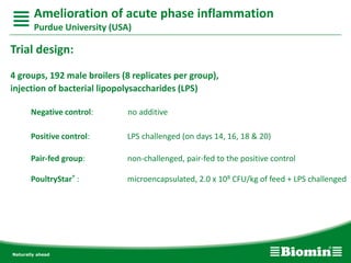 Trial design:
4 groups, 192 male broilers (8 replicates per group),
injection of bacterial lipopolysaccharides (LPS)
Negative control: no additive
Positive control: LPS challenged (on days 14, 16, 18 & 20)
Pair-fed group: non-challenged, pair-fed to the positive control
PoultryStar® : microencapsulated, 2.0 x 108 CFU/kg of feed + LPS challenged
Amelioration of acute phase inflammation
Purdue University (USA)
 
