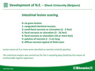 Intestinal lesion scoring
0: no gross lesions
1: congested intestinal mucosa
2: small focal necrosis or ulceration (1 - 5 foci)
3: focal necrosis or ulceration (5 - 16 foci)
4: focal necrosis or ulceration (16 or more foci)
5: patches of necrosis 2 - 3 cm long
6: diffuse necrosis typical of field cases
Lesion scores of 2 or more were classified as necrotic enteritis positive.
The statistical analysis was carried out for the 3 sampling days (total) by the means of
multivariable logistic regression.
Development of N.E. - Ghent University (Belgium)
 