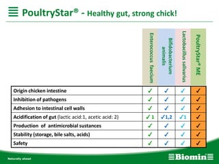 Origin chicken intestine ✓ ✓ ✓ ✓
Inhibition of pathogens ✓ ✓ ✓ ✓
Adhesion to intestinal cell walls ✓ ✓ ✓ ✓
Acidification of gut (lactic acid:1, acetic acid: 2) ✓ 1 ✓1,2 ✓1 ✓
Production of antimicrobial sustances ✓ ✓ ✓ ✓
Stability (storage, bile salts, acids) ✓ ✓ ✓ ✓
Safety ✓ ✓ ✓ ✓
PoultryStar® - Healthy gut, strong chick!
PoultryStar®ME
Lactobacillussalivarius
Bifidobacterium
animalis
Enterococcusfaecium
 
