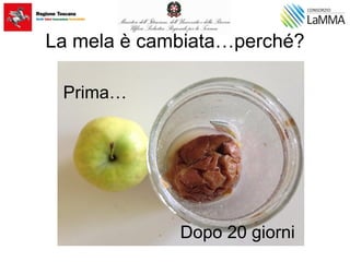 La mela è cambiata…perché?
Prima…
Dopo 20 giorni
 