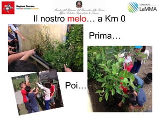 Il nostro melo… a Km 0
Prima…
Poi…
 